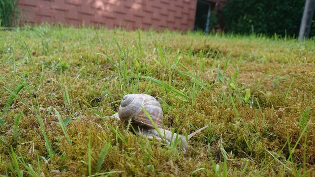 Bild zeigt eine Schnecke im Gras.