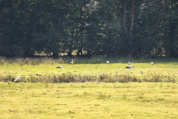 Links auf der Wiese ein Silberreiher. Mittig im Hintergrund sichtbar 6 Störche. 