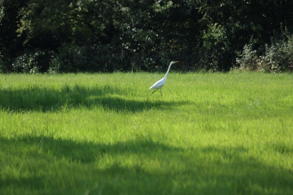 Ein Silberreiher, der einen langen Hals macht auf einer Wiese in Osnabrück.