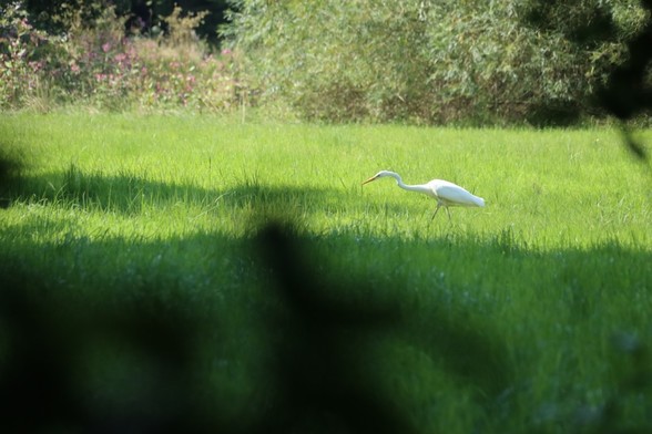 Ein Silberreiher bei der Futtersuche  auf einer Wiese in Osnabrück.