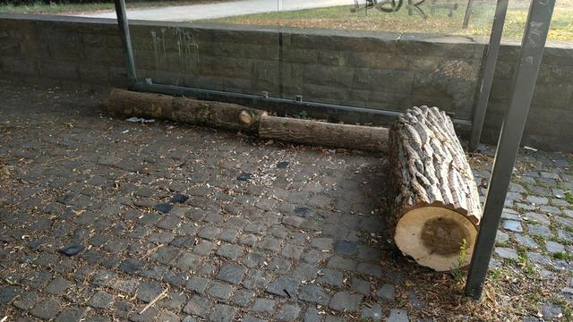 Das Bild zeigt einen Wetterschutz am Raiffeisenplatz in Osnabrück, gesehen aus Bodennähe. Der Boden besteht aus grauem Kopfsteinpflaster, auf dem kleine Zweige, Blätter und Holzspäne verstreut liegen.

Im Zentrum liegen zwei dicke Baumstämme als Sitzgelegenheit. Der vordere Stamm steht diagonal im Bild, sein frisches Schnittende ist sichtbar – man erkennt helle Jahresringe und dunkleres Kernholz. Die Rinde ist rau und naturbelassen. Dahinter liegt ein weiterer Stamm horizontal vor einer niedrig…
